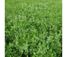 Gras-klavermengsel 20kg - BIO