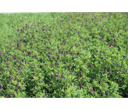 Luzerne - Medicago sativa - Eugenia - 10kg - BIO