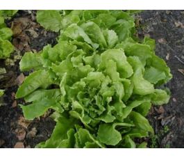 Andijvie breedbladige - Nummer Vijf2 - BIO