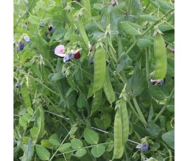 Rijspeul/sluimerwt hoog - Grijze Roodbloeiende - BIO