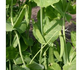 Rijspeul/Sluimerwt hoog - Heraut - BIO