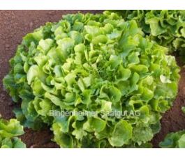 Andijvie breedbladige - Diva - BIODYNAMISCH