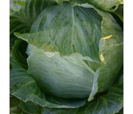 Witte kool - Roem van Enkhuizen 2 - BIO