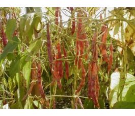 Staakdroogboon/Stokdroogboon - Stokkievietsboon - BIO