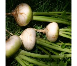 Meiraap - Platte Witte Mei - BIO - 50% korting - verminderde kiemkracht