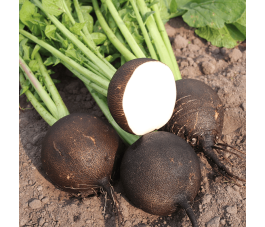 Rammenas - Ronde Zwarte - BIO