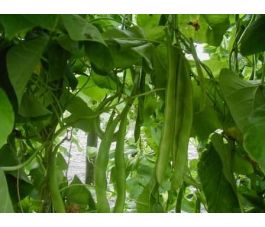 Pronkboon - Emergo - BIO