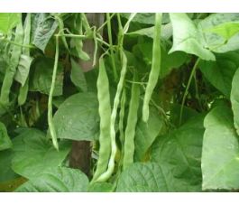 Staakboon snij - Helda - BIO