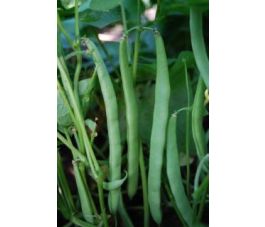 Struikboon/stamslaboon - Marona - BIODYNAMISCH