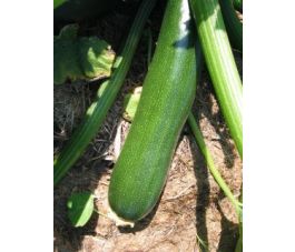 Courgette - Zucchini - BIO