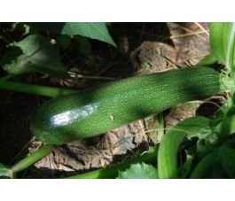 Courgette - Zuboda - BIODYNAMISCH