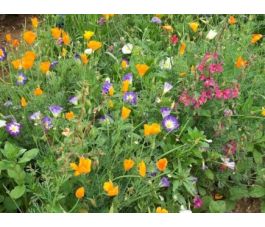 Zomerbloemenmix - BIO - 50% korting - verminderde kiemkracht