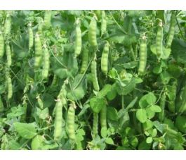 Erwt - sluimerwt hoog, Grijze Roodbloeiende *