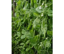 Rijspeul/Sluimerwt hoog - Hendriks - BIO