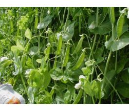 Rijspeul/Sluimerwt hoog - Heraut - BIO