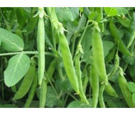 Sluimerwt laag - Norli - BIO