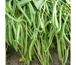 Stamslaboon - Domino - BIO - 50% korting - verminderde kiemkracht