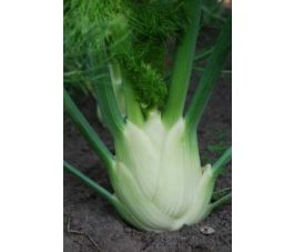 Knolvenkel, Perfektion *bd