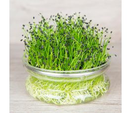 Kiemgroente - Chinese bieslook - 20g - BIO - 50% korting - verminderde kiemkracht