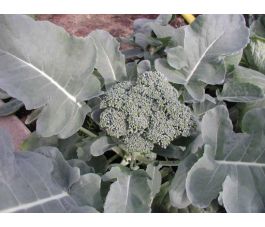 Broccoli - Groene Calabrese - BIO