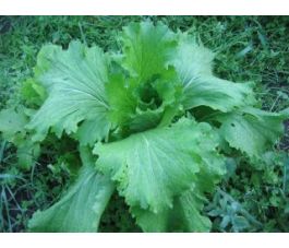 Chinese kool - Granaat - BIO Chinese kool - Granaat - BIO