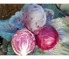 Rode kool - Rodynda - BIODYNAMISCH