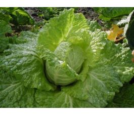 Savooikool - Bloemendaalse Gele - BIO