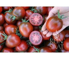 Biologische tomaat Paul Robson vruchten