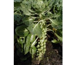 Spruitkool - Groninger - BIO