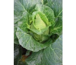 Witte kool - Filderkraut - BIO