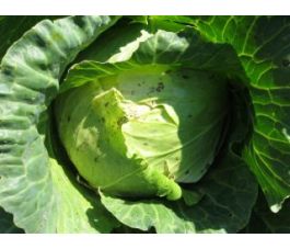 Witte kool - Roem van Enkhuizen 2 - BIO Witte kool - Roem van Enkhuizen 2 - BIO