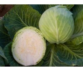 Witte kool - Dottenfelder dauer - BIODYNAMISCH