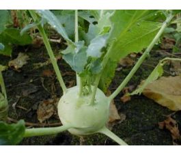 Koolrabi - Delikatess witte - BIO