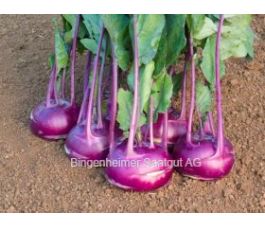 Koolrabi - Azur star - BIODYNAMISCH