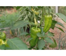 Paprika - Jubilandska - BIO