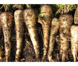 Pastinaak - Tender and True - BIO