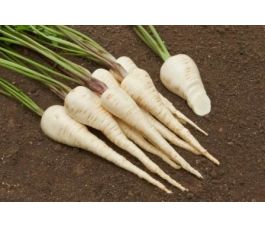 Pastinaak - Halblange weisse - BIODYNAMISCH - 50% korting wegens verminderde kiemkracht