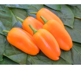 Snackpaprika - Flynn - BIO