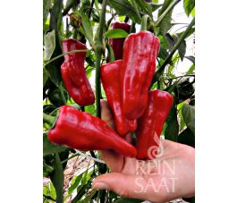 Paprika - T&uuml;rkischer Gew&uuml;rzpaprika - BIODYNAMISCH