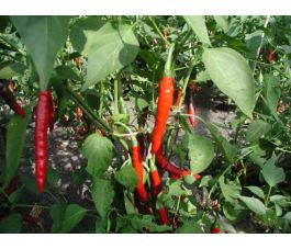 Peper - Westlandse Lange Rode - BIO