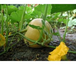 Pompoen - Gele Centenaar - BIO