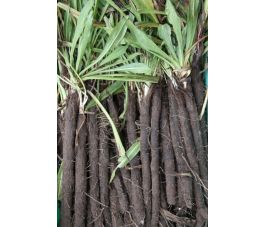 Schorseneer - Nestor - BIO - 50% korting - verminderde kiemkracht