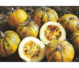 Oliepompoen Retzer Gold biologische zaden