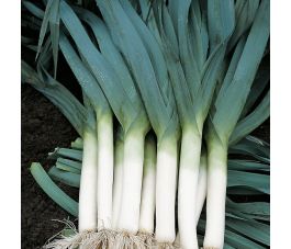 Prei - Blauwgroene herfst - BIO - 50% korting - verminderde kiemkracht