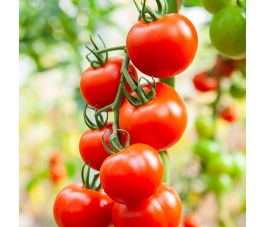 Tomaat - Bolstar Granda - BIO - 50% korting - verminderde kiemkracht