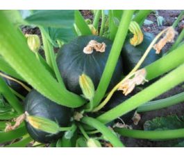 Pompoen - Zappalito - BIO