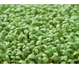 Grootbladige tuinkers - BIODYNAMISCH