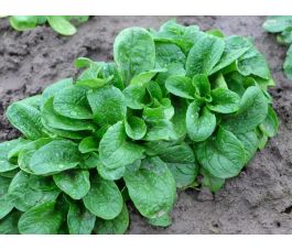 Veldsla - Vit - BIODYNAMISCH