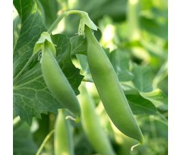 Suikererwt - Sugar snap - Nairobi - BIO