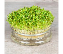 Alfalfa - kiemzaden - 50g - BIO - 50% korting wegens verminderde kiemkracht